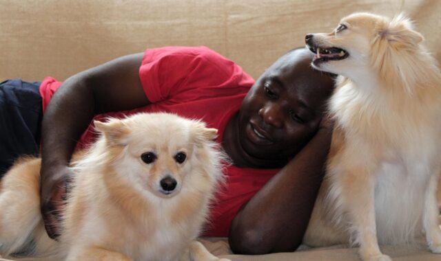 dog, man, maltese, pomeranian, attention, stroke, dog lover, trust, thoroughbred, white, brown, black, lie, animal, relax, cute, weary, domestic animal, watch, doze off, curious, fur, maintenance, floor, fur care, relaxed, comb, to sit, dog lover, dog lover, dog lover, dog lover, dog lover