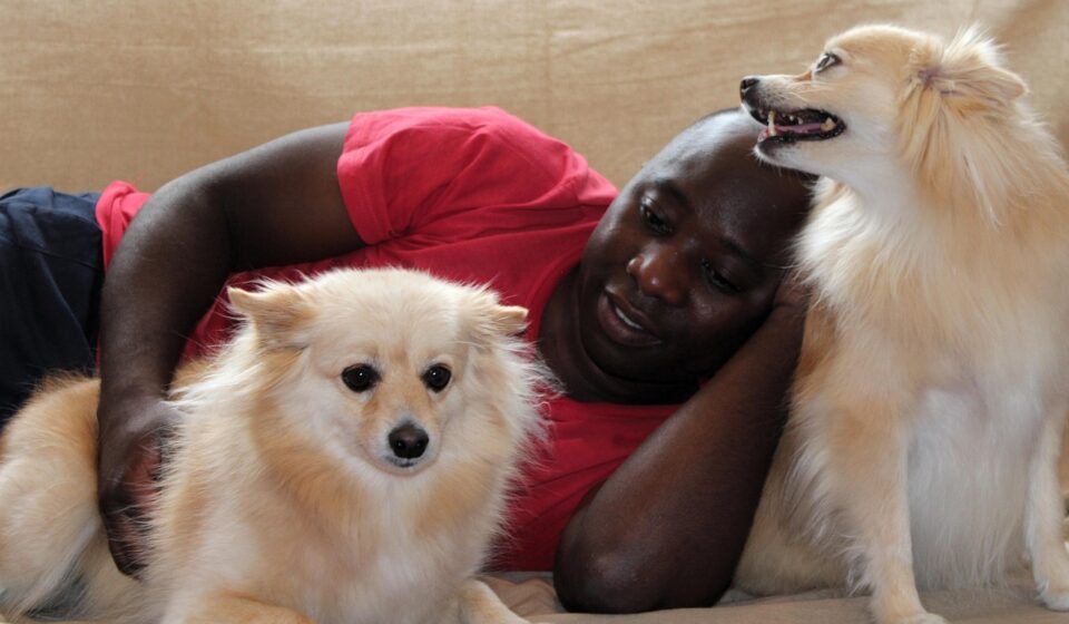dog, man, maltese, pomeranian, attention, stroke, dog lover, trust, thoroughbred, white, brown, black, lie, animal, relax, cute, weary, domestic animal, watch, doze off, curious, fur, maintenance, floor, fur care, relaxed, comb, to sit, dog lover, dog lover, dog lover, dog lover, dog lover