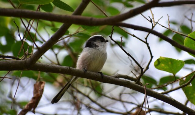 animal, forest, nature, kusagi, bird, wild bird, energy guide department of, energy guide, cute, wild animals, natural, landscape