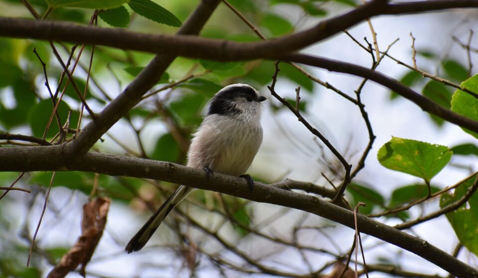 animal, forest, nature, kusagi, bird, wild bird, energy guide department of, energy guide, cute, wild animals, natural, landscape