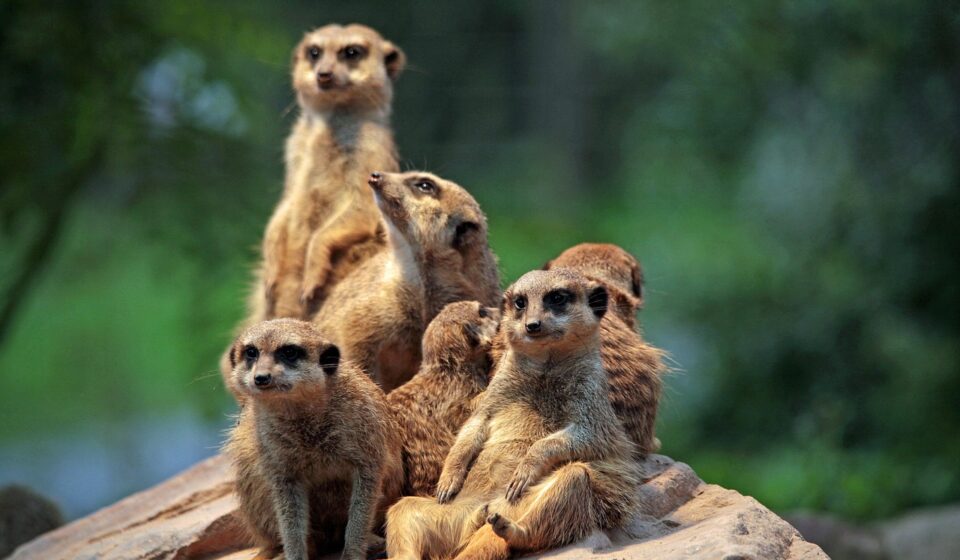 meerkat, zoo, to sit, curious, watch out, group picture, meerkat, meerkat, meerkat, meerkat, meerkat