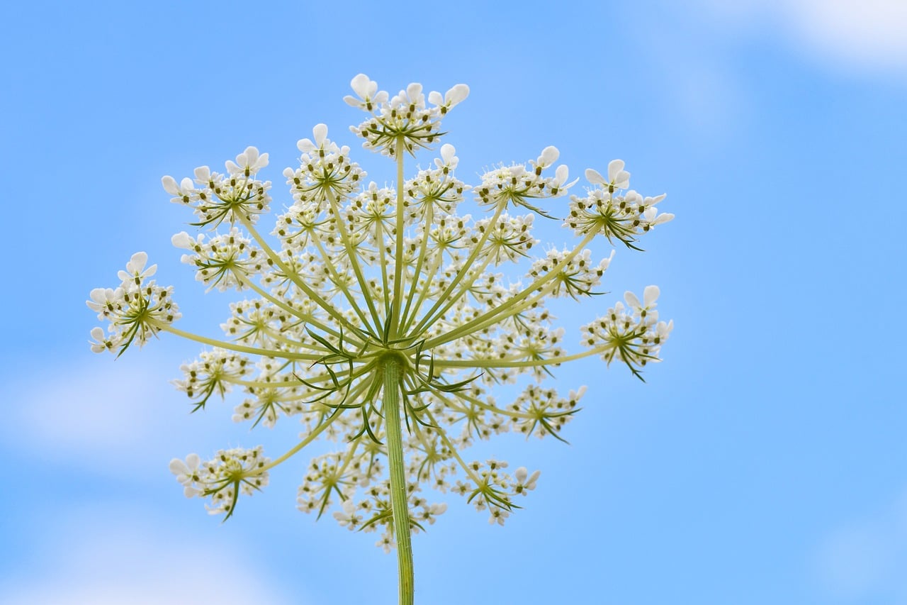 flowers, beautiful flowers, carrot, flower background, blue sky, savage, flower wallpaper, sky, white, blue, nature, macro, wild carrot flowers
