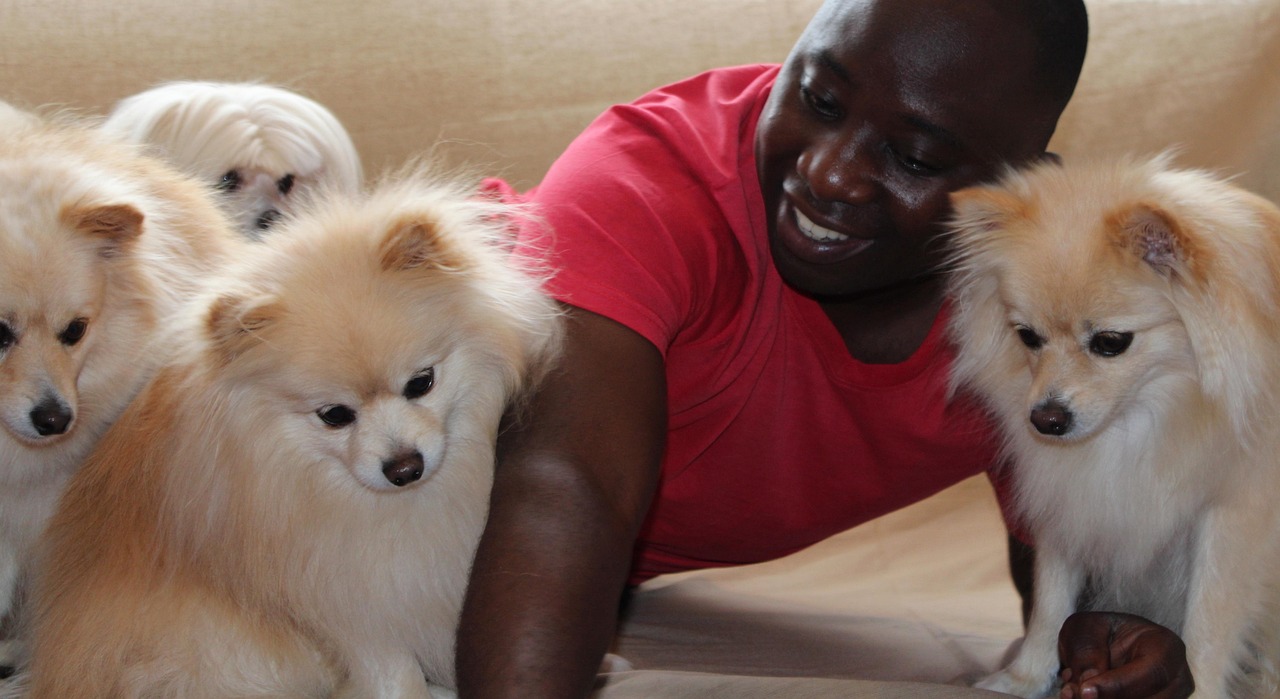 dog, man, maltese, pomeranian, attention, stroke, dog lover, trust, thoroughbred, white, brown, black, lie, animal, relax, cute, weary, domestic animal, watch, doze off, curious, fur, maintenance, floor, fur care, relaxed, comb, to sit, education, dog lover, dog lover, dog lover, dog lover, dog lover