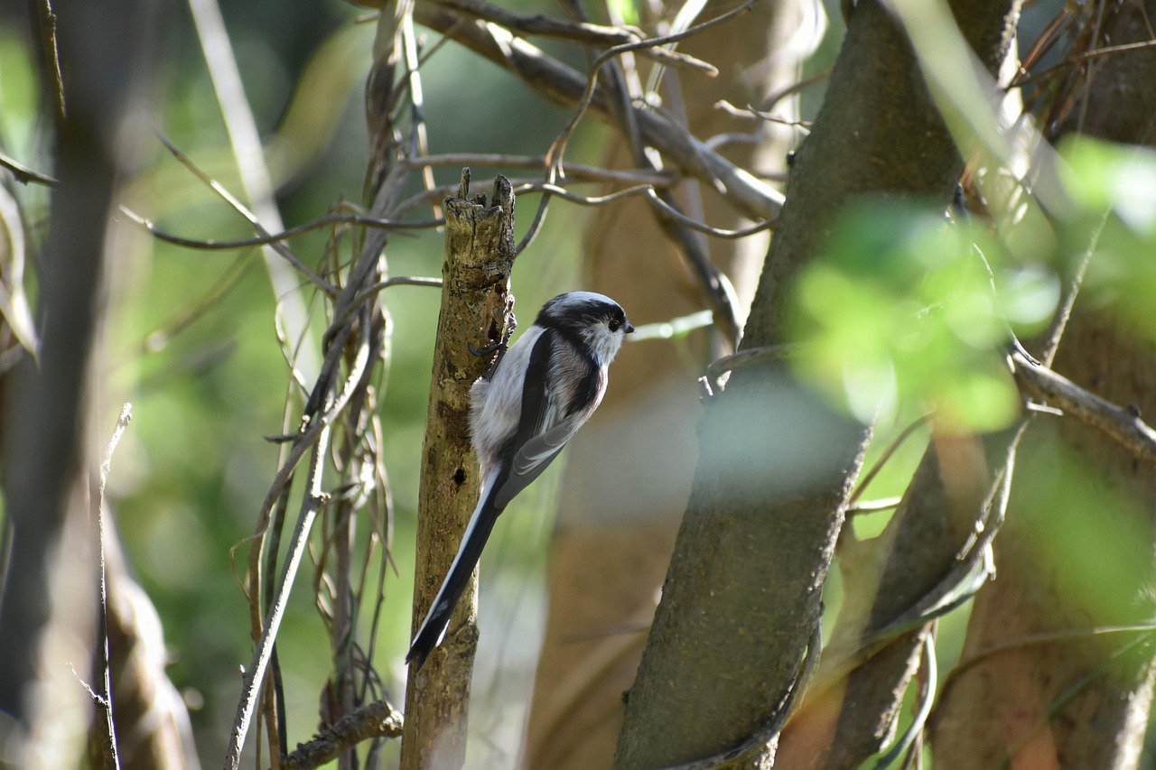 animal, forest, wood, bird, wild bird, energy guide department of, energy guide, cute, nature, wild animals, natural, landscape
