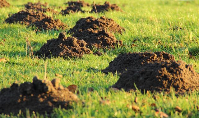 molehills, mole, earth, meadow, lawn, lawn mower, mole, mole, mole, mole, mole, earth, earth, lawn
