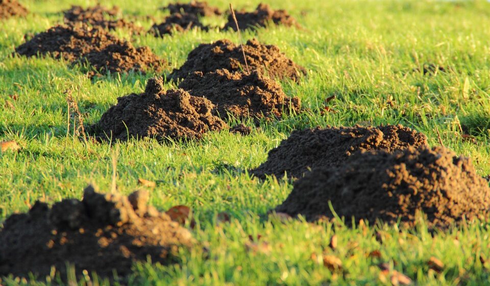 molehills, mole, earth, meadow, lawn, lawn mower, mole, mole, mole, mole, mole, earth, earth, lawn