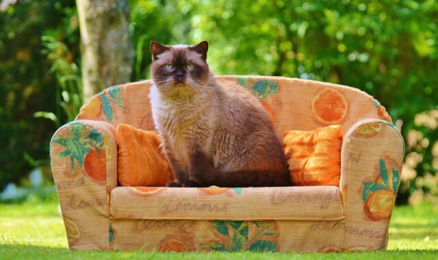 sofa, couch, cat, animal, british shorthair, thoroughbred, fur, brown, beige, blue eyes, pet, cute