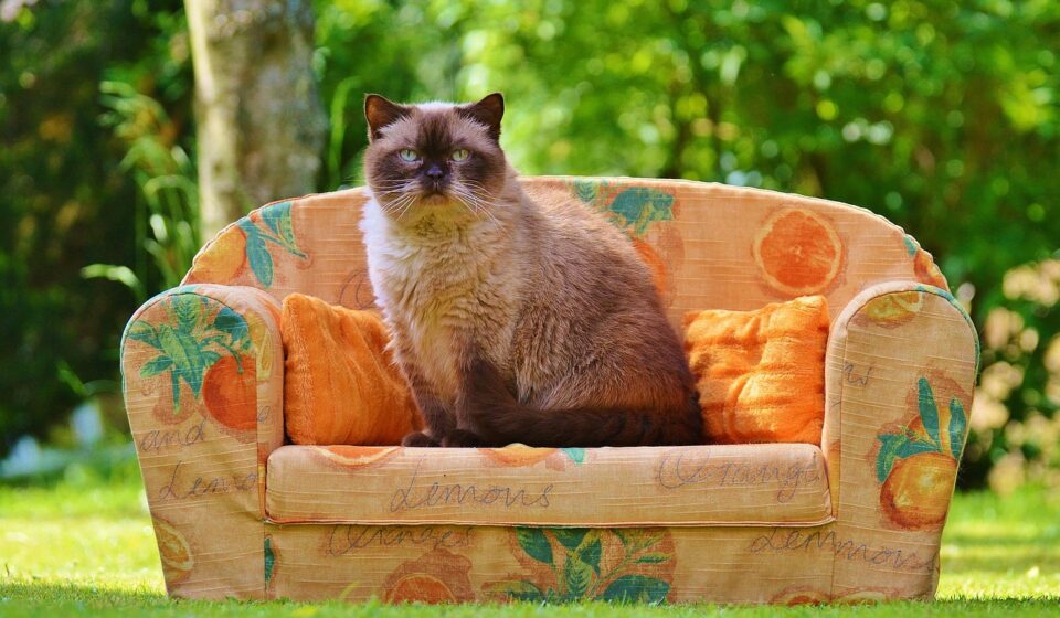 sofa, couch, cat, animal, british shorthair, thoroughbred, fur, brown, beige, blue eyes, pet, cute