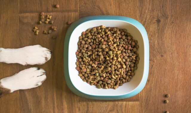 dog food, animal, dog bowl, dog kibble, dry dog food, paws, dog paws, dog food bowl, grain free dog food, dog treat, pet food, dog, pet, dog eating, dog feeding, dog stay, dog training, brown eating