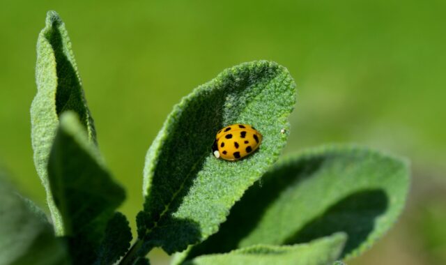 ladybug, insect, plant, leaves, sage, yellow ladybug, asian ladybug, flying beetle, green, garden sage, kitchen sage, healing sage, nature, medicinal plant, herb