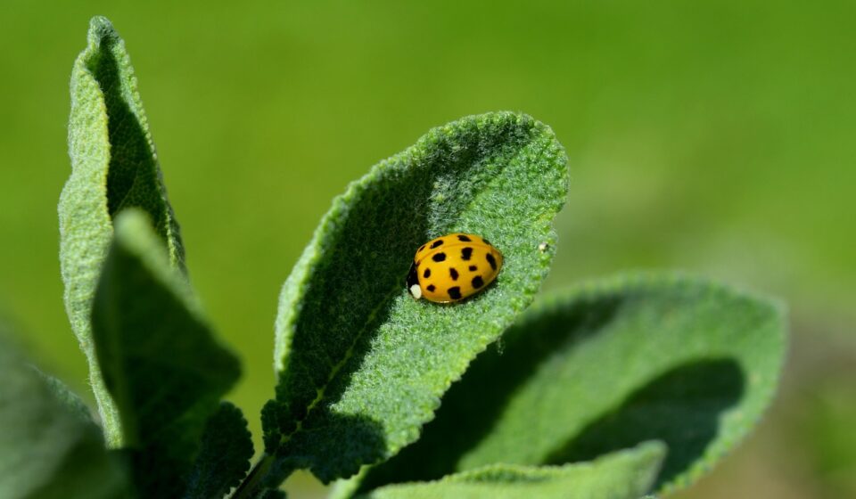 ladybug, insect, plant, leaves, sage, yellow ladybug, asian ladybug, flying beetle, green, garden sage, kitchen sage, healing sage, nature, medicinal plant, herb