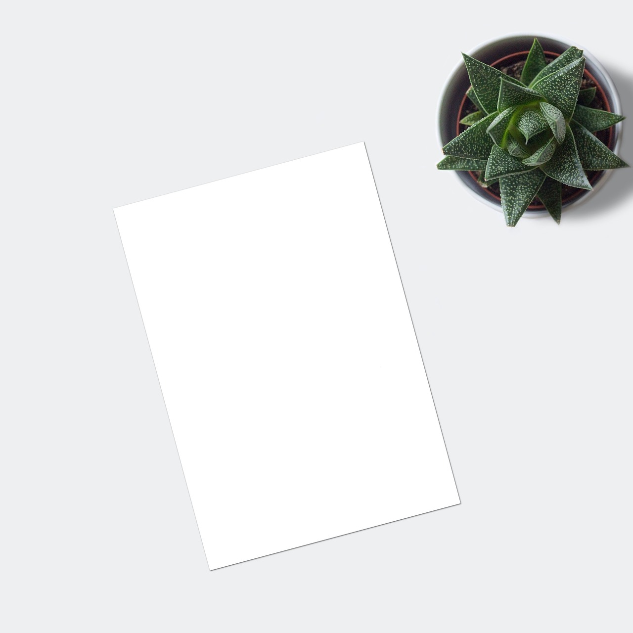 flatlay, plant, ecommerce, mockup, blank, paper, marketing, business, succulent, nature, sheet, desk, table, white sheet, portfolio, shop, drawing, painting, layout, digital art, digital, poster, picture, instagram, succulent plant, blog
